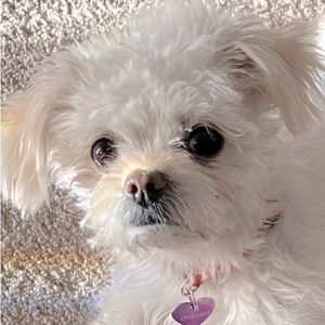 Meet your Posher, Dorothy